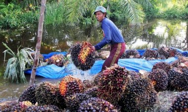 Harga TBS Sawit Riau Naik Rp18,17/Kg