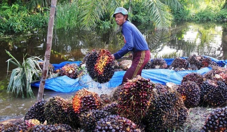 Harga TBS Sawit Riau Pekan Ini Turun Jadi Rp3.440,83 per Kilogram
