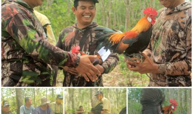 KOMPAD Rohul Gelar Kontes Mini Ayam Denak