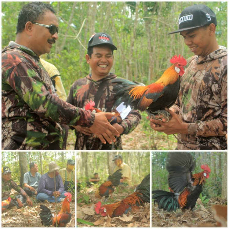 KOMPAD Rohul Gelar Kontes Mini Ayam Denak