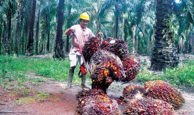 Harga TBS Sawit Riau Naik Jadi Rp2.151,25 Per Kg