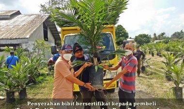 Lewat Aplikasi Sawit Rakyat Online,  PTPN V Lepas 1,1 Juta Bibit Sawit Unggul