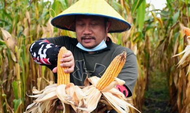 Bupati Hadiri Panen Raya Jagung Perdana Kelompok Tani Jaya Abadi