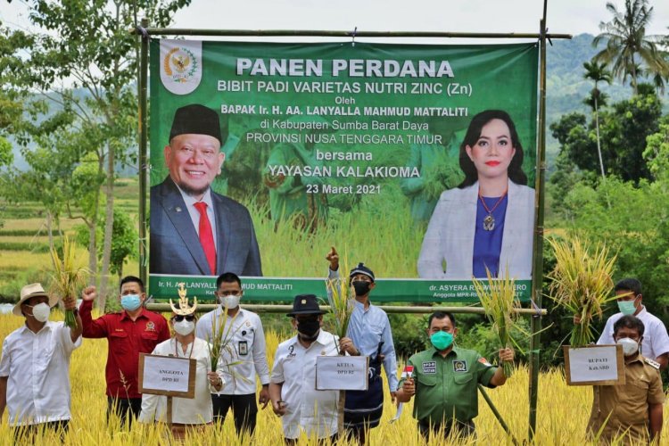 Panen Raya di Sumba Barat Daya, Ketua DPD RI Sebut Impor Beras Bukan Solusi