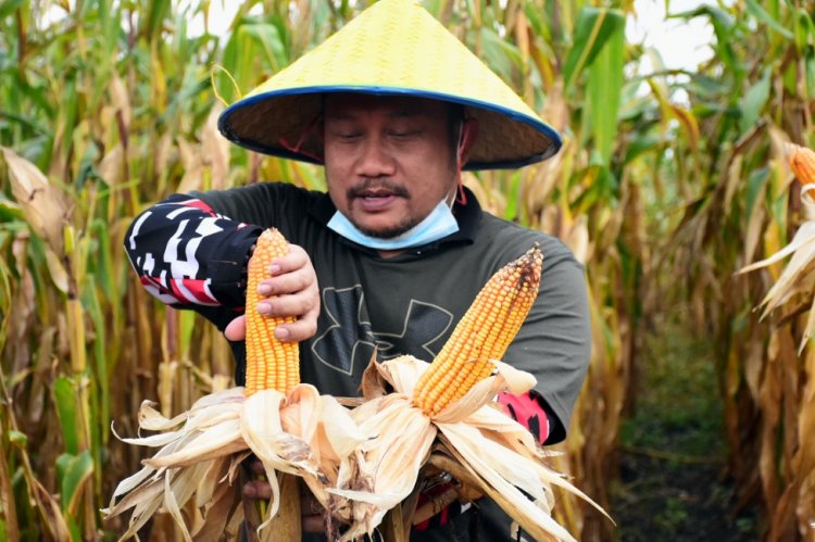 Bupati Hadiri Panen Raya Jagung Perdana Kelompok Tani Jaya Abadi