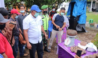 Memiliki Nilai Ekonomis Tinggi, Keladi Porang Diyakini Alfedri Bisa Jadi Komoditi Unggulan