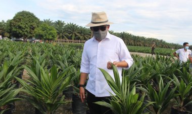 Kurang Dua Bulan Diluncurkan, 150 Ribu Bibit Sawit Unggul PTPN V Ludes Terjual