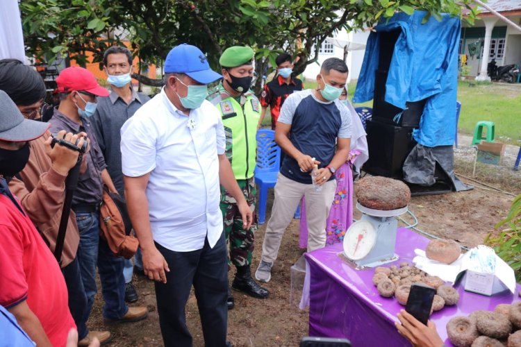 Memiliki Nilai Ekonomis Tinggi, Keladi Porang Diyakini Alfedri Bisa Jadi Komoditi Unggulan