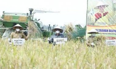 Inhil Penyumbang Kebutuhan Beras di Riau