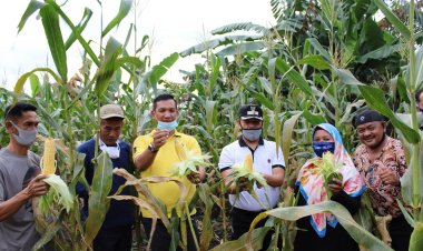 Disketapang Siasati Strategi Pemulihan Ekonomi Lewat Ketahanan Pangan