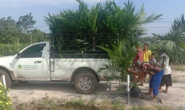 3.200 Petani Borong 708.277 Bibit Sawit Unggul PTPN V