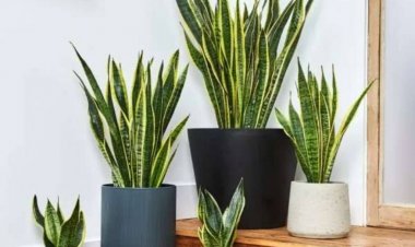 Bisa untuk Mengusir Ular, Ayo Tanam Tujuh Tanaman Ini di Rumah