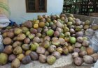 Harga Kelapa Inhil Anjlok dari Rp7.000 ke Rp1.800 per Kg, Pemprov Riau Diminta Tetapkan Standar