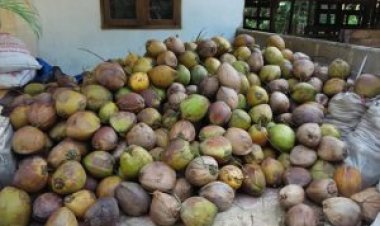 Harga Kelapa Butir di Riau Tidak Mengalami Kenaikan dan Penurunan Harga