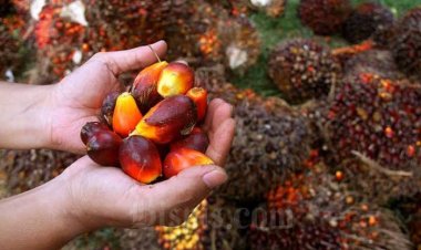 Pekan Depan Harga CPO Masih Tinggi