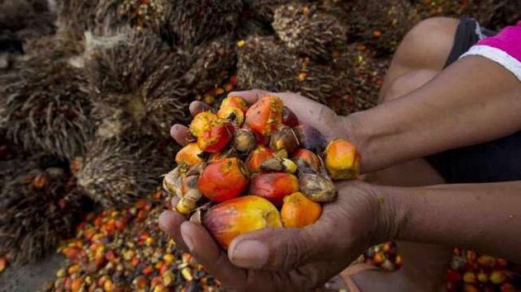 Harga Sawit Riau Pekan Ini Meroket Lagi, Tembus Rp 3.457 per Kg