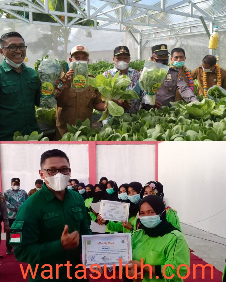 Bupati Rohul Panen Perdana Sayuran hidroponik di Tambusai Timur 