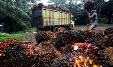 Sumsel dan Sumbar Belajar ke Riau soal Tata Niaga TBS
