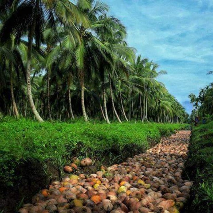 Keren, Riau Penghasil Kelapa Terbesar di Indonesia