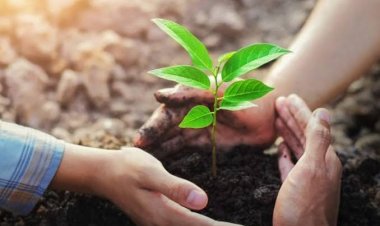 Yuk Tanam Pohon, Upaya Sederhana Menyelamatkan  Hutan dan Lingkungan