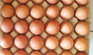 Soal Kenaikan Harga Ayam dan Telur di Riau, Ini Kata Bank Indonesia
