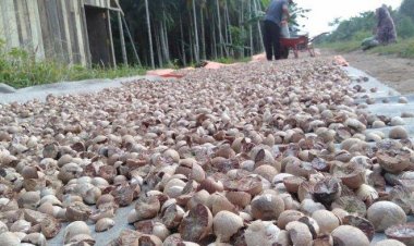 Berikut Daftar Terbaru Harga Komoditi Perkebunan di Riau, Pinang Kering Tidak ada Kenaikan