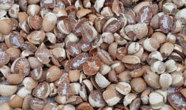 Harga Pinang Kering di Riau Naik menjadi  Rp14.130 Perkilogram