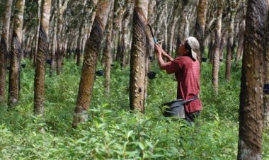 Berikut Daerah Riau yang Mengalamai Penurunan dan Kenaikan Harga Karet Pekan Ini