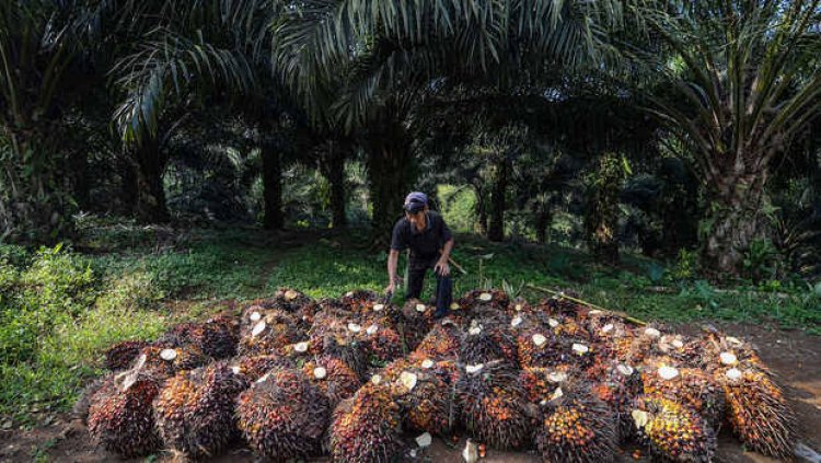 Berikut Daftar Lengkap Harga Kelapa Sawit di Riau