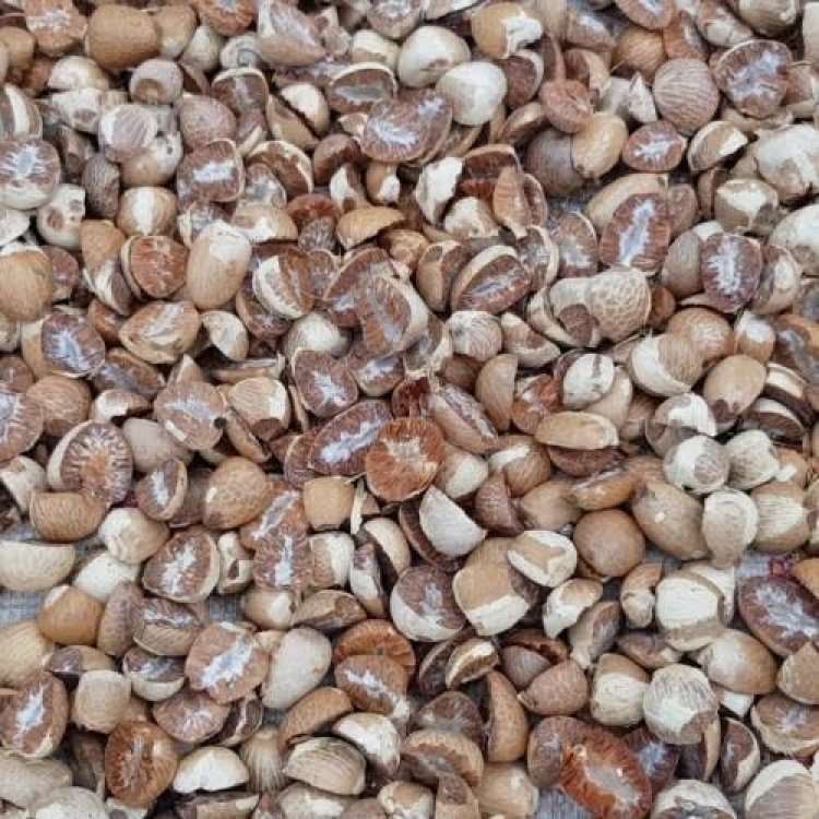 Harga Pinang Kering di Riau Naik menjadi  Rp14.130 Perkilogram