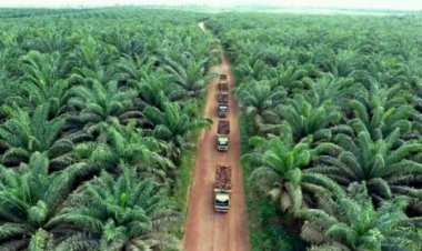 Berikut 10 Provinsi Pemilik Lahan Kelapa Sawit Terluas di Indonesia