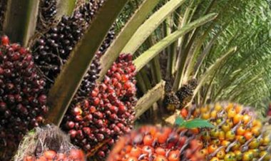 Harga Sawit Riau Turun Rp15,35/Kg, dipicu Tahun Baru  Imlek