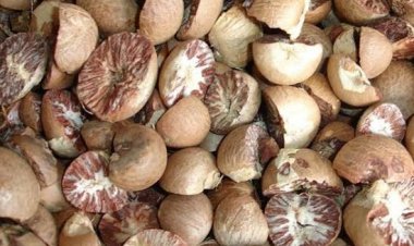 Minggu Ini Harga Pinang Kering di Riau Mengalami Penurunan Rp12.800 per Kg