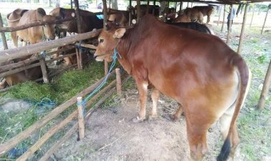 Stok Sapi Pekanbaru Menipis Dampak Distributor Lampung Tutup Pengiriman