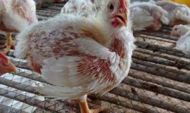 Awal Ramadan di Pekanbaru Harga Ayam dan Cabai Naik, Ini Nominalnya