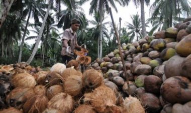 Berikut Harga Komoditi Perkebunan di Riau Untuk Sepekan ke Depan