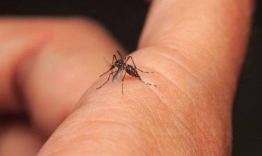 Waspada DBD! 332 Warga di Pekanbaru sudah Terjangkit