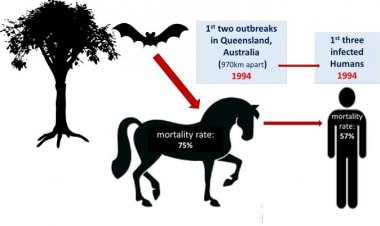 Mengenal Virus Hendra yang Disebutkan Berpotensi Jadi Pandemi Selanjutnya
