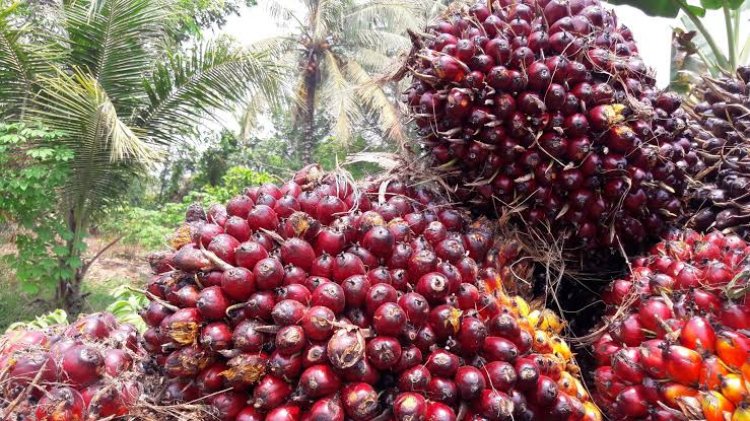 Pasca Libur Idul Fitri, Berikut Harga Sawit Riau Priode 11-17 Mei 2022