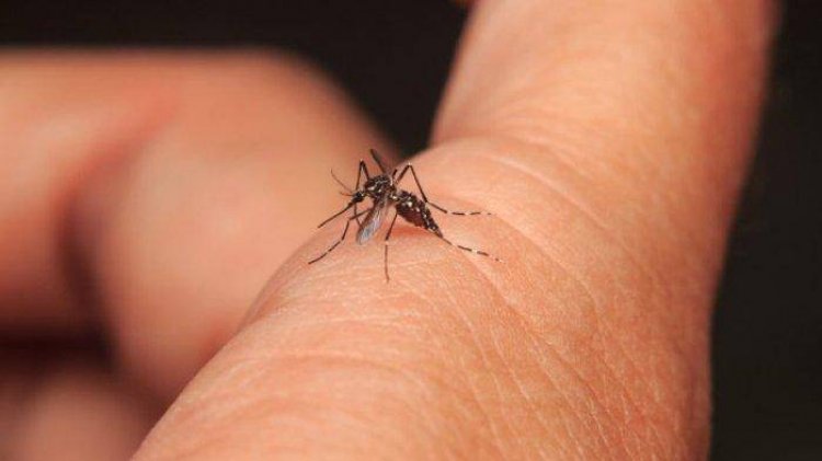 Waspada DBD! 332 Warga di Pekanbaru sudah Terjangkit