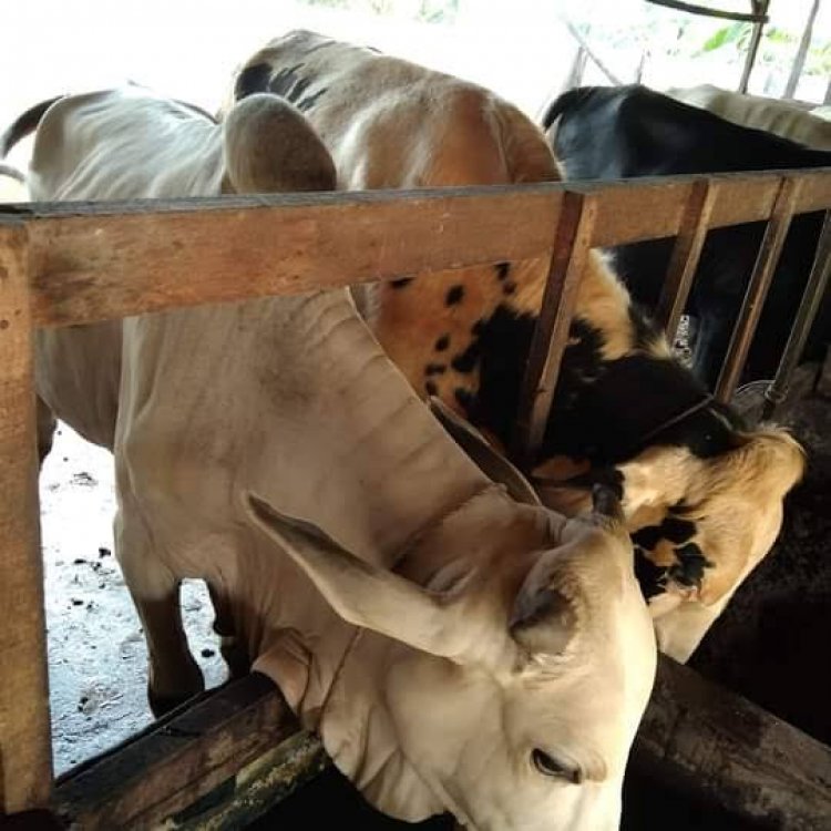 Begini Cara Aman Konsumsi Daging Agar Terbebas Dari Virus PMK