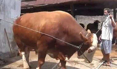 Riau Terima Sapi Bantuan Presiden Seberat 814 Kg Dengan Harga Rp70 Juta