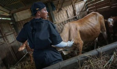 Pemerintah Minta Tak Ada Pihak Ambil Keuntungan dari Wabah PMK