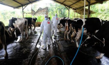 57.400 Vaksin PMK Didistribusikan ke Kabupaten/Kota di Riau