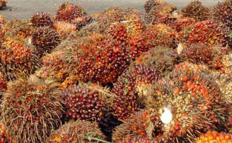 Harga TBS Sawit Riau Mulai Naik Lagi Menjadi Rp1. 650 Per Kg