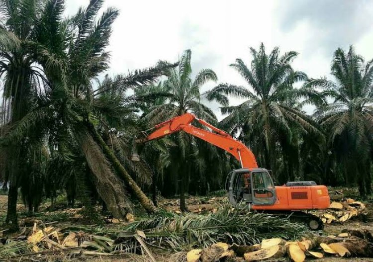 10 Kabupaten di Riau Dapat Bantuan Replanting, Ini Daerahnya