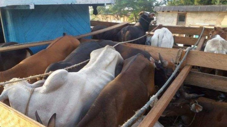 Ternak Tak Punya Dokumen Kesehatan Ditolak Masuk Riau