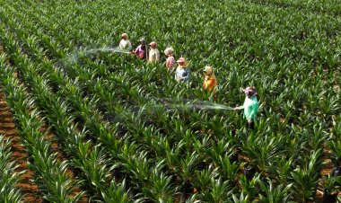 PTPN V Lanjutkan Program Penyediaan Bibit Sawit Unggul untuk Petani