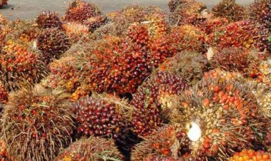 Turun Tipis Berikut Harga TBS Sepekan Kedepan