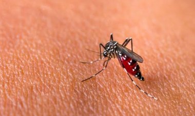 Masyarakat Tetap Waspada, Kematian Akibat Kasus Demam Berdarah di Riau Terus Bertambah